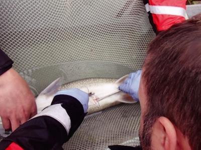 Cần có kỹ thuật để đảm bảo gây mê cho cá thành công. Ảnh: thuysanvietnam.com.vn Cần có kỹ thuật để đảm bảo gây mê cho cá thành công. Ảnh: thuysanvietnam.com.vn