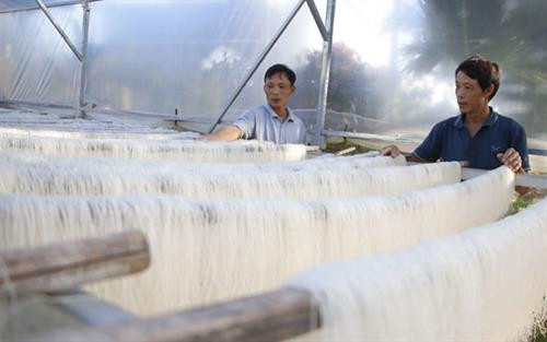 Anh Hà Văn Tuyến, tổ dân phố 6 (phường Khánh Xuân, TP. Buôn Ma Thuột) đang phơi miến trong nhà có mái che nilon. Ảnh: baodaklak.vn Anh Hà Văn Tuyến, tổ dân phố 6 (phường Khánh Xuân, TP. Buôn Ma Thuột) đang phơi miến trong nhà có mái che nilon. Ảnh: baodaklak.vn