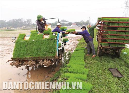 Chuẩn bị mạ để gieo cấy lúa vụ đông xuân Chuẩn bị mạ để gieo cấy lúa vụ đông xuân