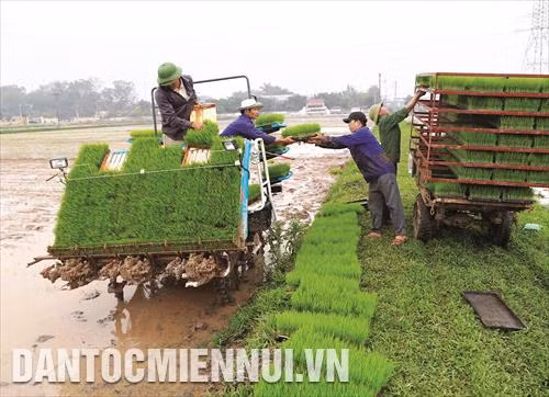 Chuẩn bị mạ để gieo cấy lúa vụ đông xuân