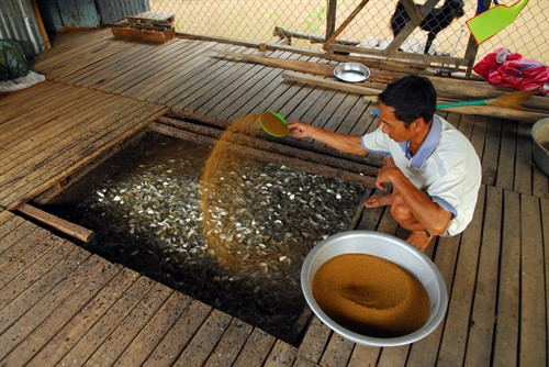 Mô hình nuôi cá bè trên kênh Sáng của anh Trần văn Tùng ở khóm Long Thạnh, phường Long Châu, thị xã Tân Châu, tỉnh An Giang. Mô hình nuôi cá bè trên kênh Sáng của anh Trần văn Tùng ở khóm Long Thạnh, phường Long Châu, thị xã Tân Châu, tỉnh An Giang.