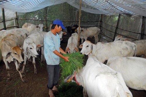 Mô hình nuôi bò của gia đình anh Phan Văn Sỹ ở xã Phú Hội (An Phú, An Giang). Mô hình nuôi bò của gia đình anh Phan Văn Sỹ ở xã Phú Hội (An Phú, An Giang).