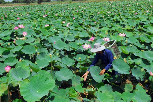 Mô hình trồng sen của hộ ông Nguyễn Văn Thái xã Vĩnh Đại(Tân Hưng, Long An). Mô hình trồng sen của hộ ông Nguyễn Văn Thái xã Vĩnh Đại(Tân Hưng, Long An).