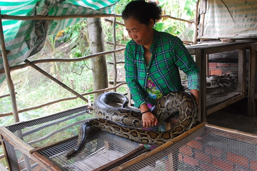 Mô hình nuôi trăn của chị Nguyễn Thị Hằng ở tuyến dân cư ấp Cả Nổ (vùng trũng của Đồng Tháp Mười) xã Vĩnh Lợi (Tân Hưng, Long An). Mô hình nuôi trăn của chị Nguyễn Thị Hằng ở tuyến dân cư ấp Cả Nổ (vùng trũng của Đồng Tháp Mười) xã Vĩnh Lợi (Tân Hưng, Long An).