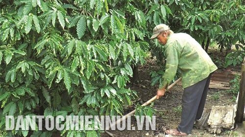 Anh Giàng A Tráng, một trong những điển hình trong phát triển kinh tế hộ gia đình ở xã Đắk Som đang chăm sóc vườn cà phê, mỗi năm cho thu hoạch 10 tấn. Ảnh: Thanh Bình Con em đồng bào dân tộc ở Đắk Som giờ đây đã được học tập trong những ngôi trường mới khang trang, sạch đẹp. Ảnh: Thanh Bình Đến nay, hầu hết các hộ gia đình đồng bào Mông ở Đắk Som đều đã có cuộc sống ổn định, nhiều hộ vươn lên khá giả. Trong ảnh: Người Mông mua bán, trao đổi hàng hóa trong ngày diễn ra chợ phiên ở Đắk Som. Ảnh: Thanh Bình