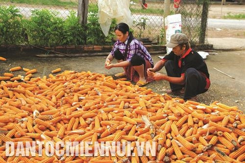 Không còn phải đối mặt với cái đói như xưa, đồng bào ở Đắk Som hiện nay đã biết trồng ngô làm thức ăn cho gia súc. Ảnh: Thanh Bình Nhờ thay đổi cách nghĩ, cách làm, chú trọng chuyển đổi cơ cấu cây trồng, vật nuôi nên tỷ lệ hộ nghèo ở xã Đắk Som đã và đang giảm dần theo từng năm. Ảnh: Thanh Bình Công tác trồng rừng được Đắk Som chú trọng, tạo sinh kế cho người dân, nhất là các hộ nghèo, hộ đồng bào dân tộc thiểu số. Ảnh: Thanh Bình