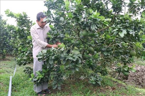 Nhờ chuyển đổi sản xuất sang trồng cây ăn quả đặc sản, gia đình ông Đỗ Văn Xinh đã có cuộc sống ổn định. Nhiều năm liền ông được bình chọn là "Nông dân sản xuất - kinh doanh giỏi" tỉnh Tiền Giang. Ảnh: Minh Trí - TTXVN Nhờ chuyển đổi sản xuất sang trồng cây ăn quả đặc sản, gia đình ông Đỗ Văn Xinh đã có cuộc sống ổn định. Nhiều năm liền ông được bình chọn là "Nông dân sản xuất - kinh doanh giỏi" tỉnh Tiền Giang. Ảnh: Minh Trí - TTXVN