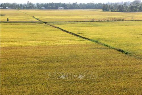 Cánh đồng lúa Đông Xuân 2018 – 2019 tại tỉnh Hậu Giang. Ảnh: Duy Khương – TTXVN Cánh đồng lúa Đông Xuân 2018 – 2019 tại tỉnh Hậu Giang. Ảnh: Duy Khương – TTXVN