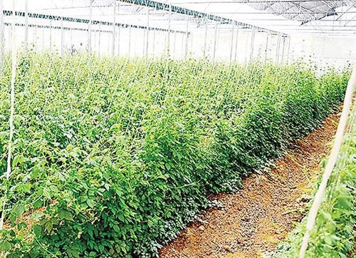 Cây dược liệu y học cổ truyền. Nguồn: sggp.org.vn Cây dược liệu y học cổ truyền. Nguồn: sggp.org.vn