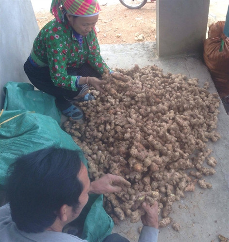 Người dân Hà Quảng phân loại gừng. Người dân Hà Quảng phân loại gừng.