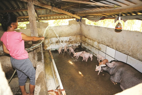 Phát triển chăn nuôi theo hướng trang trại, gia trại, giúp đồng bào nâng cao thu nhập, ổn định đời sống