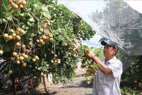 Ông Bùi Quang Duyệt, phường 12, thành phố Vũng Tàu, thu hoạch nhãn nghịch vụ. Ảnh: Hoàng Nhị -TTXVN Ông Bùi Quang Duyệt, phường 12, thành phố Vũng Tàu, thu hoạch nhãn nghịch vụ. Ảnh: Hoàng Nhị -TTXVN