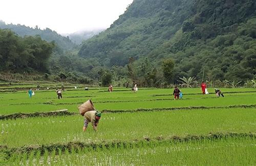 Nông dân Con Cuông tích cực ra đồng tiêu diệt ốc bươu vàng. Ảnh: nongnghiep.vn Nông dân Con Cuông tích cực ra đồng tiêu diệt ốc bươu vàng. Ảnh: nongnghiep.vn