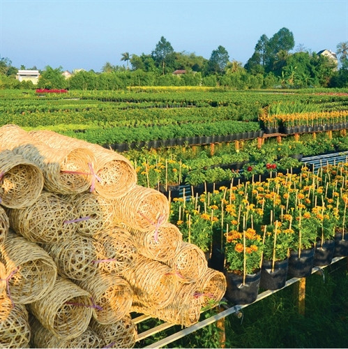 Làng hoa Sa Đéc – Danh thơm trăm tuổi ảnh 4