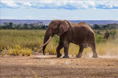 Voi Big Tim, một trong những con voi ngà dài cuối cùng của châu Phi, tại công viên quốc gia Amboseli ở Kenya, ngày 10/9/2016. Ảnh: AFP/ TTXVN