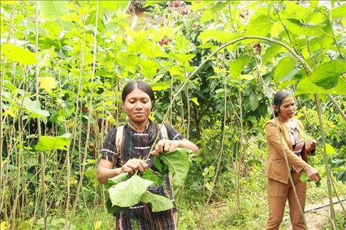 Nhiều hội viên phụ nữ tại huyện Đam Rông đưa mô hình trồng dâu nuôi tằm vào sản xuất để phát triển kinh tế. Ảnh: Đặng Tuấn – TTXVN