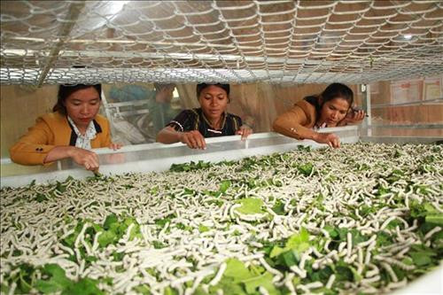 Nhiều hội viên phụ nữ tại huyện Đam Rông đưa mô hình trồng dâu nuôi tằm vào sản xuất để phát triển kinh tế. Ảnh: Đặng Tuấn – TTXVN