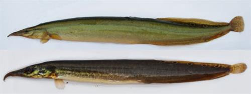 Cá chạch lá tre - Mastacembelus aculeatus