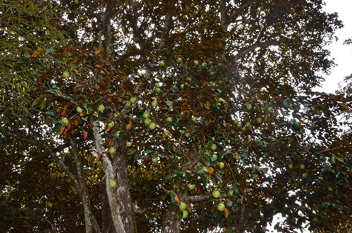 Những trái vú sữa chín rộ báo hiệu một mùa làm ăn sung túc cho cư dân vùng đất Bảy Núi.