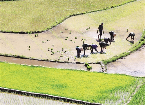 Bộ đội biên phòng cửa khẩu Lóng Sập, huyện Mộc Châu giúp đồng bào sản xuất vụ đông xuân