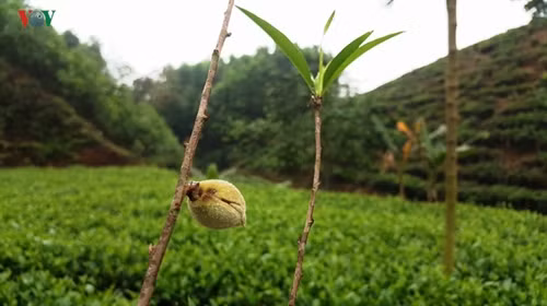 Việc phun thuốc kích thích, sử dụng thuốc bảo vệ thực vật tràn lan trong sản xuất chè một thời nhưng đến nay đã có sự thay đổi.