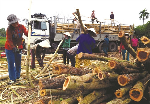 Sau 7 - 8 năm, keo lai cho thu hoạch gỗ để làm nguyên liệu chế biến bột giấy