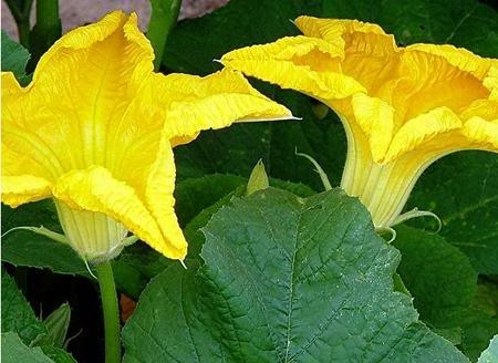 Hoa bí ngô - món ăn bài thuốc quý ảnh 1 Hoa bí ngô - món ăn bài thuốc quý ảnh 1