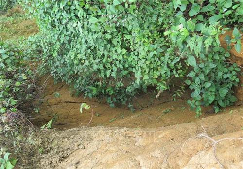 Một đoạn vết nứt dài hàng trăm mét chạy ngang qua bản Mường Tỉnh A, xã Xa Dung, huyện Điện Biên Đông, tỉnh Điện Biên. Ảnh: Xuân Tiến – TTXVN Một đoạn vết nứt dài hàng trăm mét chạy ngang qua bản Mường Tỉnh A, xã Xa Dung, huyện Điện Biên Đông, tỉnh Điện Biên. Ảnh: Xuân Tiến – TTXVN