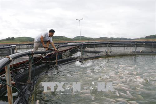 Nuôi cá bằng công nghệ lồng sắt tròn tại huyện Yên Bình (Yên Bái). Ảnh: Việt Dũng - TTXVN