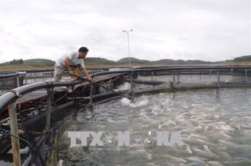 Nuôi cá bằng công nghệ lồng sắt tròn tại huyện Yên Bình (Yên Bái). Ảnh: Việt Dũng - TTXVN