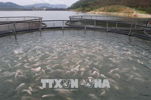 Nuôi cá bằng công nghệ lồng sắt tròn tại huyện Yên Bình (Yên Bái). Ảnh: Việt Dũng - TTXVN