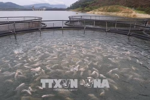 Nuôi cá bằng công nghệ lồng sắt tròn tại huyện Yên Bình (Yên Bái). Ảnh: Việt Dũng - TTXVN