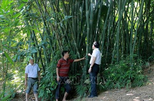 Kiểm tra tốc độ sinh trưởng của cây vầu 4 năm tuổi. Ảnh: Nguyễn Nam – TTXVN Kiểm tra tốc độ sinh trưởng của cây vầu 4 năm tuổi. Ảnh: Nguyễn Nam – TTXVN