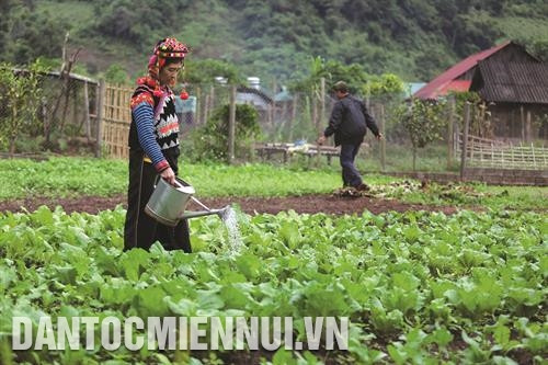 Hộ gia đình nguyên Bí thư kiêm Chủ tịch xã Sín Thầu Pờ Dần Sinh ở bản Tả Kố Khừ phát triển kinh tế trang trại, góp phần xây dựng thôn bản ngày càng giàu đẹp.