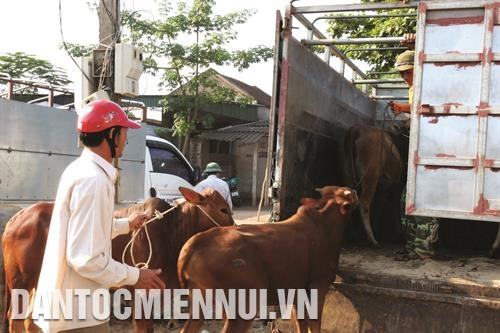 Vận chuyển trâu, bò khi thời tiết mát mẻ. Ảnh: Đình Huệ Vận chuyển trâu, bò khi thời tiết mát mẻ. Ảnh: Đình Huệ