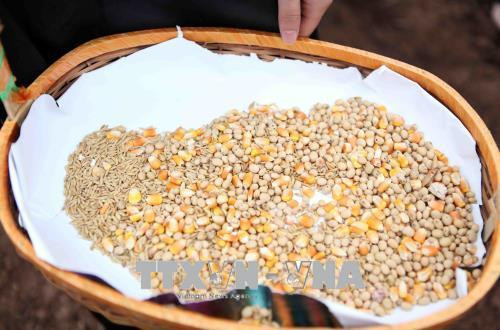 Các loại hạt giống được gieo trồng tại lễ hội. Ảnh: Quý Trung - TTXVN