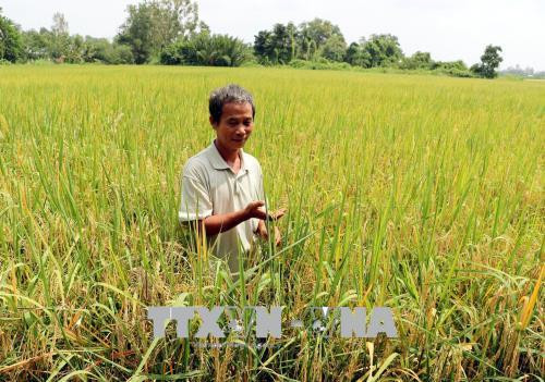 Ruộng lúa đặc sản hữu cơ của ông Nguyễn Ngọc Triều. Ảnh: Trung Hiếu - TTXVN Ruộng lúa đặc sản hữu cơ của ông Nguyễn Ngọc Triều. Ảnh: Trung Hiếu - TTXVN