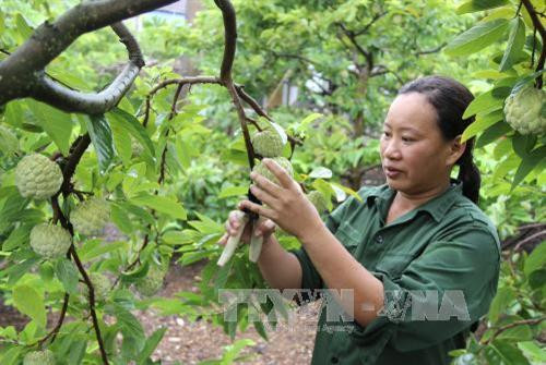 Người dân xóm Hiên Minh, xã La Hiên thu hoạch na. Ảnh: Hoàng Nguyên - TTXVN