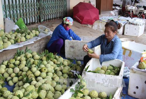 Phân loại, đóng gói na La Hiên trước khi đưa đi tiêu thụ. Ảnh: Hoàng Nguyên - TTXVN