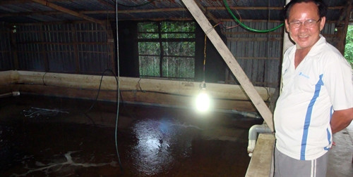 Niềm vui của ông Võ Văn Út khi ươm thành công ươm cá chình giống trong bể xi măng