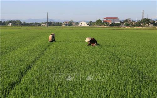 Nông dân huyện Quảng Điền, tỉnh Thừa Thiên - Huế, chăm sóc lúa hè thu. Ảnh: Hồ Cầu - TTXVN Nông dân huyện Quảng Điền, tỉnh Thừa Thiên - Huế, chăm sóc lúa hè thu. Ảnh: Hồ Cầu - TTXVN