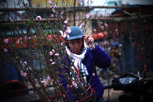 Hoa đào bung nở báo hiệu những ngày tết Nguyên đán cổ truyền đang đến thật gần.