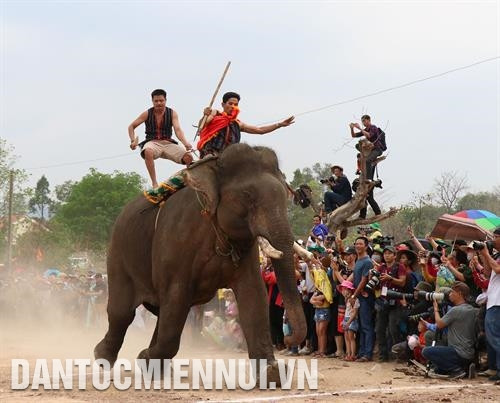 Voi tăng tốc để cán đích trong phần thi voi chạy đua. Ảnh: Tuấn Anh Thầy cúng thực hiện nghi lễ cúng sức khỏe cho voi. Ảnh: Tuấn Anh Voi tăng tốc để cán đích trong phần thi voi chạy đua. Ảnh: Tuấn Anh Thầy cúng thực hiện nghi lễ cúng sức khỏe cho voi. Ảnh: Tuấn Anh