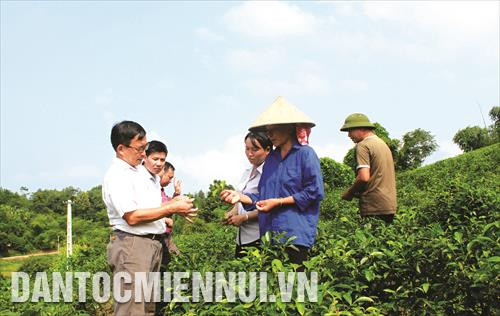 Cán bộ Trung tâm dạy nghề huyện Yên Sơn hướng dẫn bà con nông dân thôn Đá Bàn 2, xã Mỹ Bằng kỹ thuật chăm sóc chè Cán bộ Trung tâm dạy nghề huyện Yên Sơn hướng dẫn bà con nông dân thôn Đá Bàn 2, xã Mỹ Bằng kỹ thuật chăm sóc chè