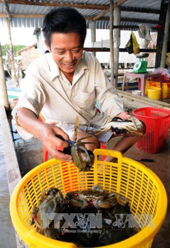 Cua là một trong những sản vật đặc trưng của Đất Mũi. Ảnh: An Hiếu - TTXVN Cua là một trong những sản vật đặc trưng của Đất Mũi. Ảnh: An Hiếu - TTXVN