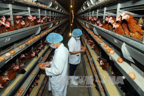 Quy trình chăn nuôi khép kín của công ty Ba Huân từ con giống, thức ăn, quy trình chăn nuôi, tiêm phòng đến cơ sở xử lý, đóng gói… cung ứng ra thị trường. Ảnh: Mạnh Linh-TTXVN