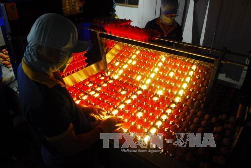 Dây chuyền xử lý trứng gia cầm của công ty Ba Huân. Ảnh: Mạnh Linh-TTXVN