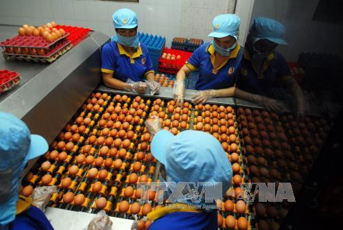 Dây chuyền xử lý trứng gia cầm của công ty Ba Huân. Ảnh: Mạnh Linh-TTXVN