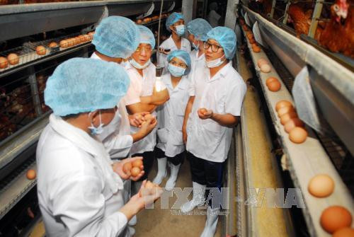 Quy trình chăn nuôi khép kín của công ty Ba Huân từ con giống, thức ăn, quy trình chăn nuôi, tiêm phòng đến cơ sở xử lý, đóng gói… cung ứng ra thị trường. Ảnh: Mạnh Linh-TTXVN