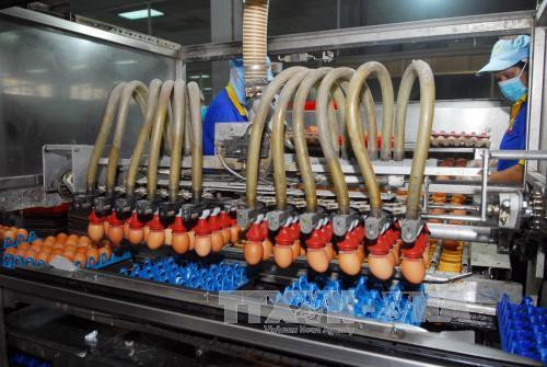 Quy trình chăn nuôi khép kín của công ty Ba Huân từ con giống, thức ăn, quy trình chăn nuôi, tiêm phòng đến cơ sở xử lý, đóng gói… cung ứng ra thị trường. Ảnh: Mạnh Linh-TTXVN